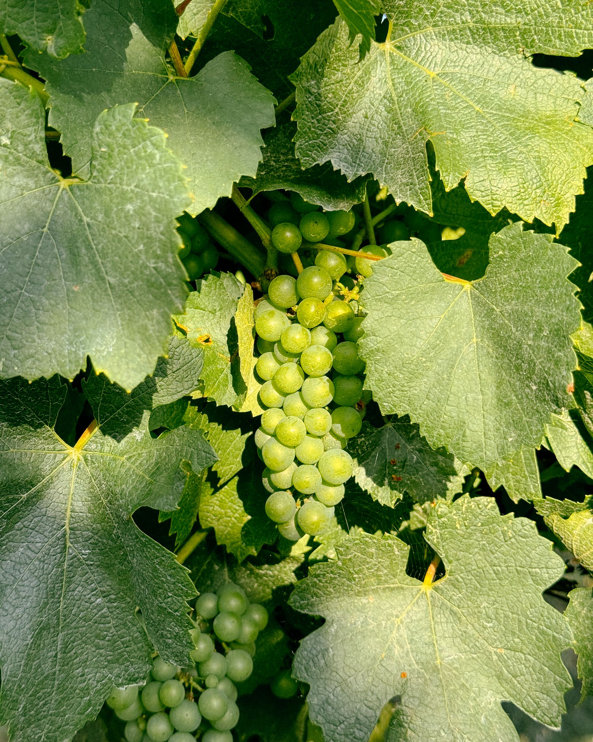 Grappolo d'uva tra i tralci nei vigneti della Cantina Baldassarri